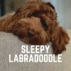 Download track Relaxed Poodle