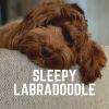 Download track Music To Make Dogs Sleep