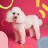 Download track Bubbly Dog Therapy