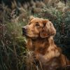 Download track Quiet Canine Sounds For Serene Sleep