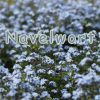 Download track Navelwort