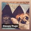 Download track Relaxed Pug