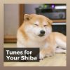 Download track Peacefully Resting Pup