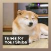 Download track Free Your Dog From Anxiety