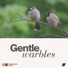 Download track Towhee