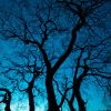 Download track Night Of Dark Trees