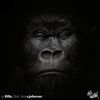 Download track GoRilla (Elephants In Canada Mix)