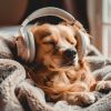 Download track Canine Soothing Sounds