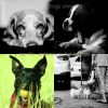 Download track Spacious Ambience For Lonely Dogs