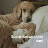 Download track Il Comfort Del Cane