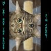 Download track My Cat Has The Blues