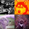 Download track Sunny Backdrops For Lonely Dogs