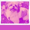 Download track Bubbly Ambiance For Keeping Your Dog Happy