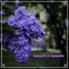 Download track Lovesick In Lavender