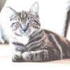 Download track Sensational Ambience For Relaxing Your Cat