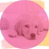 Download track Dashing Music For Calming Puppies