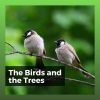 Download track Peaceful Birds