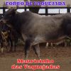 Download track Forró De Vaquejada