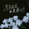 Download track 茉莉是花也是茶 (和声伴奏)