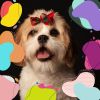 Download track Fiery Backdrops For Cute Dogs