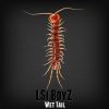 Download track Wet Tail (Original Mix)