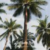 Download track Soft Palm Tree N° 4