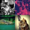 Download track Peaceful (Relaxing Cats)