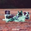 Download track Lovely Music For Cute Puppies