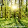 Download track Chill And Fresh Summer Morning Forest Ambience, Pt. 19