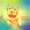 Download track Awesome Music For Relaxing Your Dog