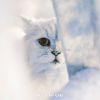 Download track Delightful (Cute Kittens)