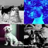 Download track Playful Moods For Dogs