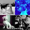 Download track Trio Jazz Soundtrack For Cute Puppies