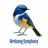 Download track Nightingale Birdsong