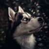 Download track Soothing Canine Melodies Calm