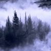 Download track Foggy Woods