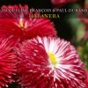 Download track Habanera