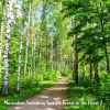 Download track Miraculous Sounding Summer Breeze In The Forest, Pt. 16