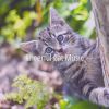 Download track Magical Ambiance For Cats