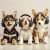 Download track Relaxing Pet Melodies