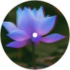 Download track Lotus Flower