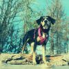 Download track Paradise Like Backdrops For Calming Pups