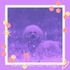 Download track Mellow Ambience For Dog Walking