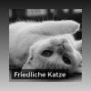 Download track Angenehme Musik Für Katzen