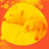 Download track Tranquil Backdrops For Sleepy Pups