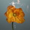 Download track The Architect