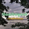 Download track Flamboyant