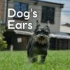 Download track Music To Leave Your Dog Home Alone In Peace, Pt. 19