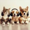 Download track Harmony Among Pets