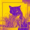 Download track Suave Moods For Home With Cats